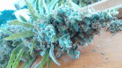 Cannalope Haze