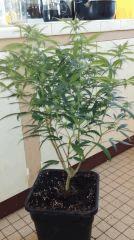 Cannnalope Haze