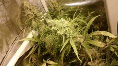 Cannalope Haze