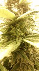 Blue Dream