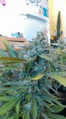 Strawberry Diesel