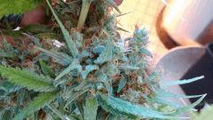 Canalope Haze