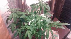 Strawberry Diesel