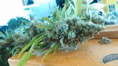 Cannalope Haze