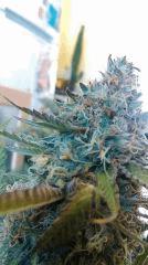 Strawberry Diesel