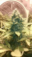 Blue Dream