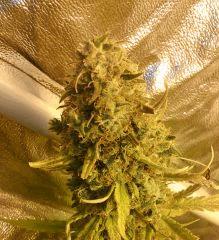 Cannalope Haze