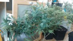 Strawberry Diesel
