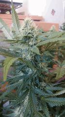 Strawberry Diesel