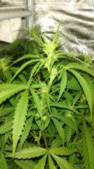 cannalope hze