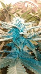 Blue Dream