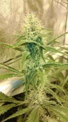 Canalope Haze
