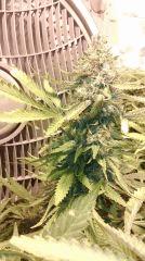 Strawberry diesel