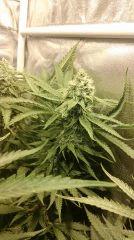 Strawberry Diesel