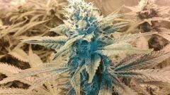 Blue Dream