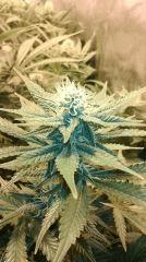 Blue Dream