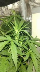 Cannalope Haze