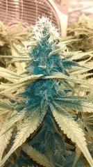 Bleu Dream