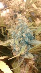 Cannalope Haze