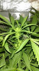 strawberry diesel