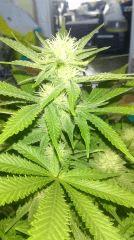 Blue dream