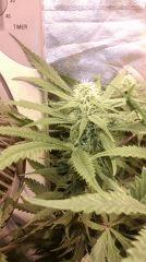 Strawberry Diesel