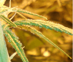 PF tritri