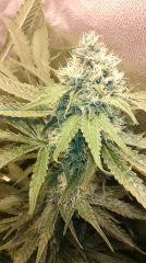 Strawberry Diesel