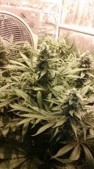 Blue Dream