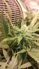 Strawberry Diesel