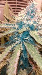 Tritri F+45