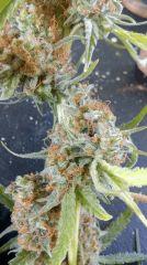 Cannalope Haze