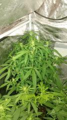 cannalope haze