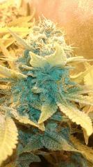 Blue Dream