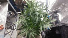 Strawberry diesel