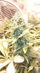 Bleu dream