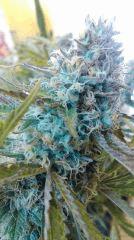 Strawberry Diesel