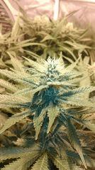 Blue Dream