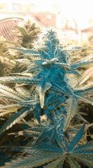 Blue Dream
