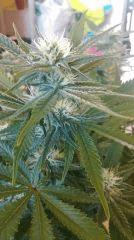 Blue dream