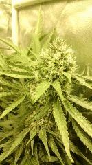 Strawberry Diesel