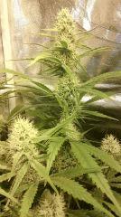 Cannalope Haze