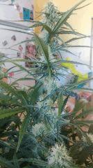 Cannalope Haze
