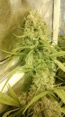 Cannalope Haze