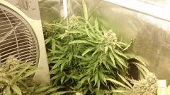 Strawberry Diesel