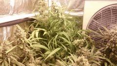 Cannalope Haze F+50