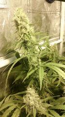 Cannalope Haze