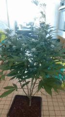 Blue dream