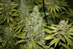 Candy Kush