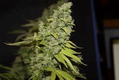 #2 Candy Kush